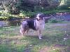 Australian Shepherd Foto: Ich bin Balu (ID 33346) Australian Shepherd Hund