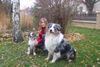 Australian Shepherd Foto: Unser Standardaussie Merlin mit Miniaussie Angel (ID 7110) Australian Shepherd Hund