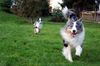 Australian Shepherd Foto: Fang mich! (ID 7344) Australian Shepherd Hund
