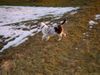 Australian Shepherd Foto: Puschkin jagt (ID 19886) Australian Shepherd Hund
