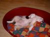 Australian Shepherd Foto: typische Schlafstellung (ID 19885) Australian Shepherd Hund