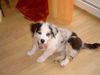 Australian Shepherd Foto: Puschkin 12 Wochen (ID 19884) Australian Shepherd Hund
