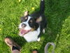 Australian Shepherd Foto: Ich möchte sofort mein Stöckchen wieder haben (ID 33549) Australian Shepherd Hund