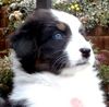 Australian Shepherd Foto: Armani - mein neues BABY !!! ;o))) (ID 31337) Australian Shepherd Hund