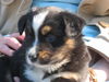 Australian Shepherd Foto: Tonia (ID 37780) Australian Shepherd Hund