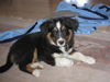 Australian Shepherd Foto: Tonia (ID 38912) Australian Shepherd Hund
