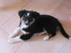Australian Shepherd Foto: Tonia (ID 38913) Australian Shepherd Hund