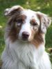 Australian Shepherd Foto: Absolutly Magic Archimedes (ID 4744) Australian Shepherd Hund