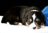 Australian Shepherd Foto: Nayeli Baby (ID 44809) Australian Shepherd Hund