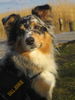 Australian Shepherd Foto: Luke (ID 41776) Australian Shepherd Hund