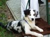 Australian Shepherd Foto: Puschkin 18 Wochen (ID 21956) Australian Shepherd Hund