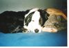 Australian Shepherd Foto: Das ist mein Hund (ID 24314) Australian Shepherd Hund