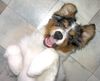 Australian Shepherd Foto: gestatten....JACK (ID 8955) Australian Shepherd Hund