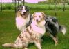 Australian Shepherd Foto: Merlin und seine Tochter Princess (ID 13215) Australian Shepherd Hund