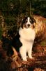 Australian Shepherd Foto: Nanouk (ID 41223) Australian Shepherd Hund