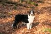Australian Shepherd Foto: Nanouk (ID 41225) Australian Shepherd Hund