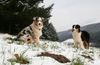 Australian Shepherd Foto: Yuma und Nanouk (ID 41557) Australian Shepherd Hund
