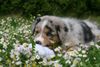 Australian Shepherd Foto: Creekvalley Ahanu (ID 41945) Australian Shepherd Hund