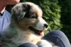 Australian Shepherd Foto: Creekvalley Aiyana (ID 41944) Australian Shepherd Hund