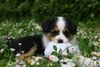 Australian Shepherd Foto: Creekvalley Aponi (ID 41946) Australian Shepherd Hund