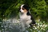 Australian Shepherd Foto: Creekvalley Awinita (ID 41951) Australian Shepherd Hund