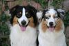 Australian Shepherd Foto: Nanouk und Yuma (ID 42629) Australian Shepherd Hund