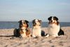 Australian Shepherd Foto: Gruppenbild an der Ostsee (ID 43154) Australian Shepherd Hund