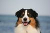 Australian Shepherd Foto: Nanouk an der Ostsee (ID 43153) Australian Shepherd Hund