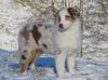 Australian Shepherd Foto: Teagan mit 14 Wochen (ID 43592) Australian Shepherd Hund