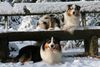 Australian Shepherd Foto: Yuma und Nanouk (ID 43755) Australian Shepherd Hund