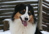 Australian Shepherd Foto: Nanouk (ID 43757) Australian Shepherd Hund