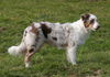 Australian Shepherd Foto: Teagan fast 6 Monate alt (ID 43963) Australian Shepherd Hund