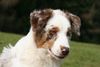 Australian Shepherd Foto: Teagan fast 6 Monate alt (ID 43962) Australian Shepherd Hund