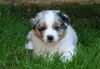 Australian Shepherd Foto: Lenny 6 Wochen alt (ID 44315) Australian Shepherd Hund