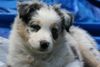 Australian Shepherd Foto: Creekvalley Blueprint (ID 44623) Australian Shepherd Hund