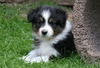 Australian Shepherd Foto: Creekvalley Blaze of Glory (ID 44624) Australian Shepherd Hund