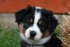 Australian Shepherd Foto: Creekvalley Baby one more time (ID 44434) Australian Shepherd Hund