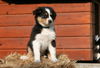 Australian Shepherd Foto: Creekvalley Big in Japan (ID 44435) Australian Shepherd Hund
