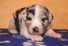Australian Shepherd Foto: Creekvalley Call me Hero 17 Tage alt (ID 44676) Australian Shepherd Hund