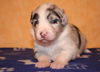 Australian Shepherd Foto: Creekvalley Crystal Palace 17 Tage alt (ID 44675) Australian Shepherd Hund