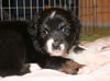 Australian Shepherd Foto: Creekvalley Choco Mystery (ID 44714) Australian Shepherd Hund