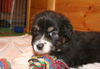 Australian Shepherd Foto: Creekvalley Coconut Dream (ID 44715) Australian Shepherd Hund