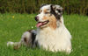 Australian Shepherd Hund