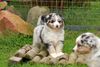 Australian Shepherd Hund