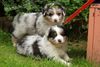 Australian Shepherd Hund