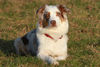 Australian Shepherd Hund