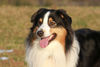 Australian Shepherd Hund