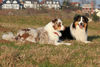 Australian Shepherd Hund