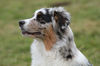 Australian Shepherd Hund