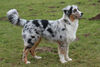 Australian Shepherd Foto: Creekvalley Days of Thunder \ (ID 46306) Australian Shepherd Hund